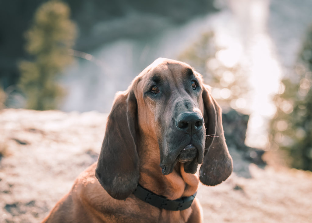 Bloodhound in Riverside State Park at the Spokane River