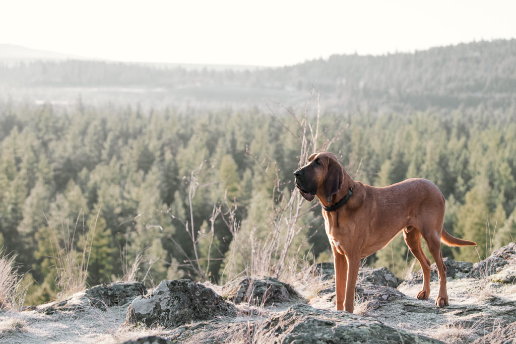 Bloodhound in Riverside State Park at the Spokane River