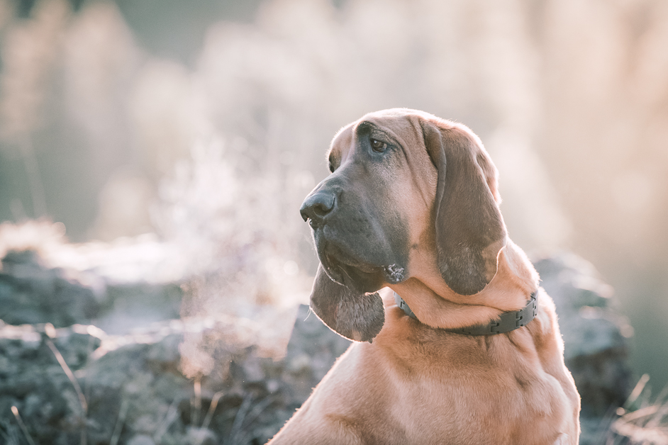 Bloodhound hiking at sunrise on the Spokane River