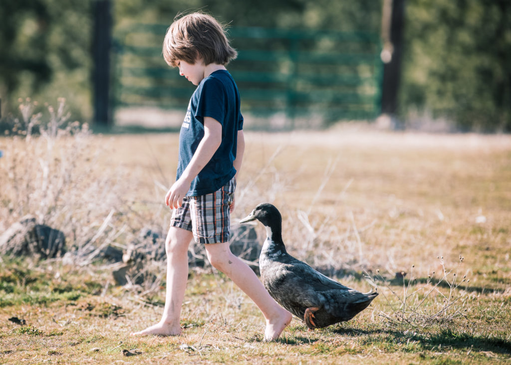 Little boy and a duck going for a walk