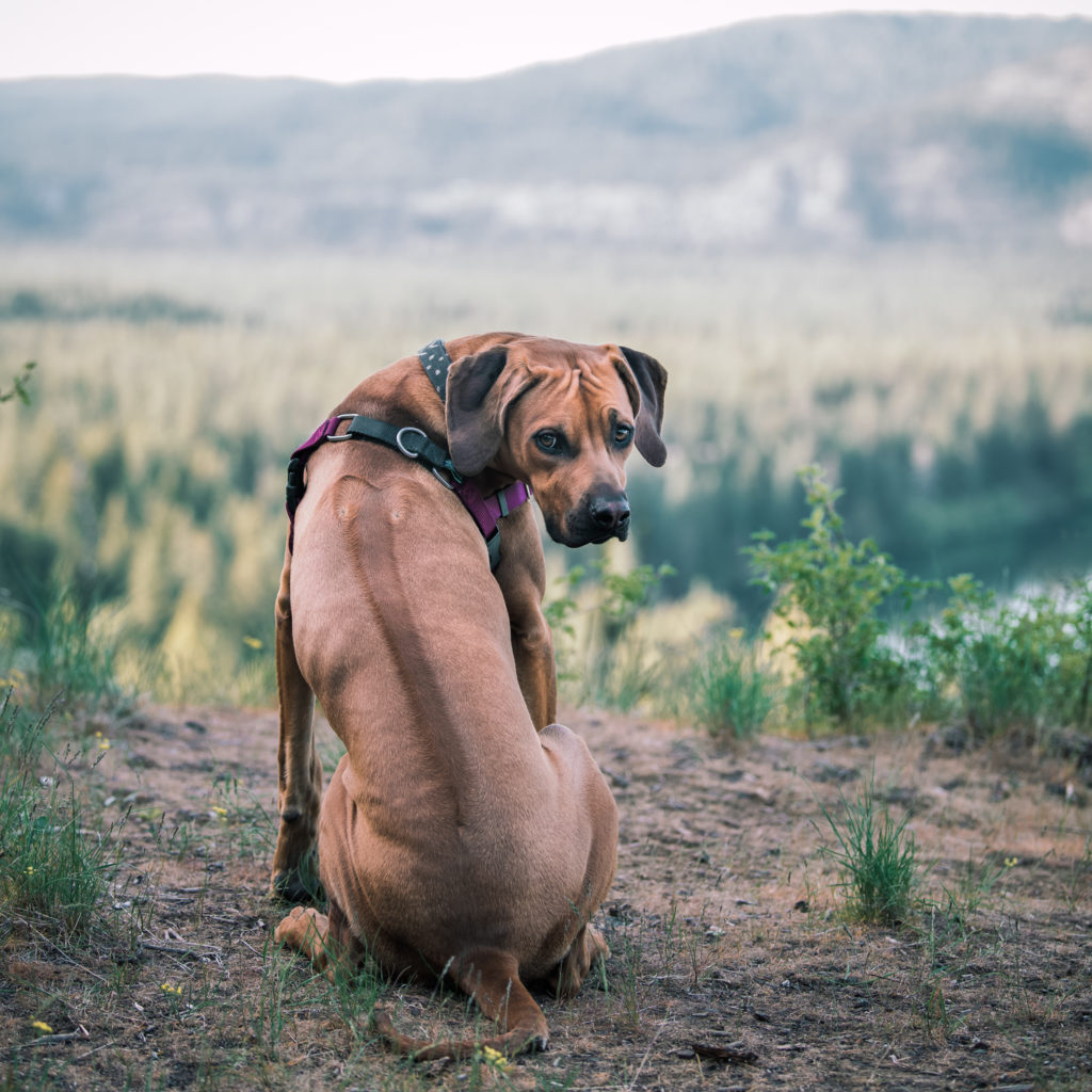 Rhodesian Ridgeback sitting looking over Riverside State Park from a lookout