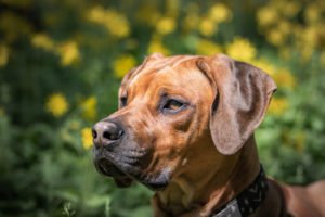 Rhodesian Ridgeback in a wildflower field Spokane Dog Photographer