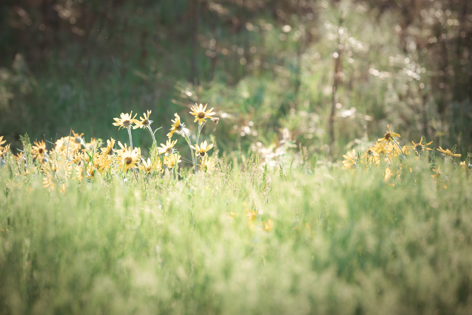 Riverside State Park, Deep Creek - MB Bryant Images