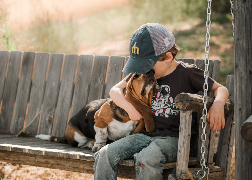Basset Hound Dog Pet Portrait