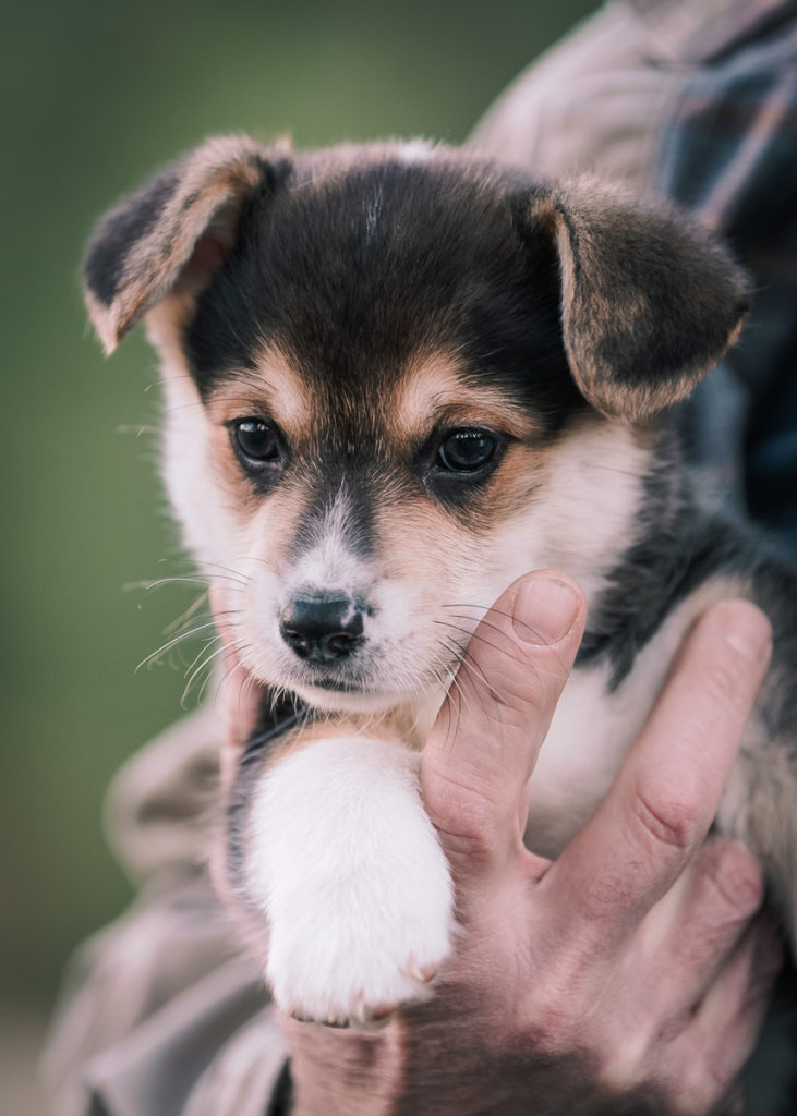 Corgi Puppy Portrait | Why Pet Photography Matter