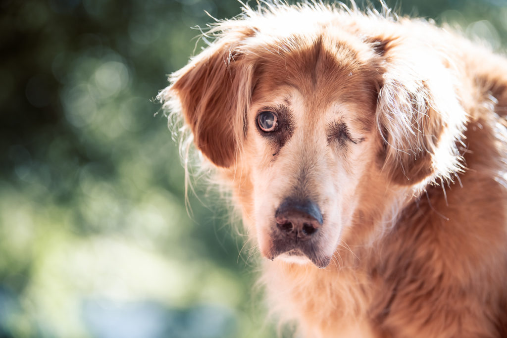 Golden Retriever Spokane Dog Photography