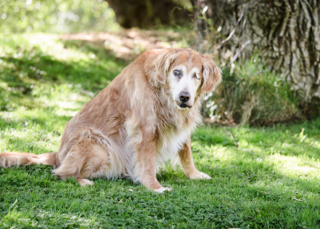 Senior Dog Spokane Golden Retriever