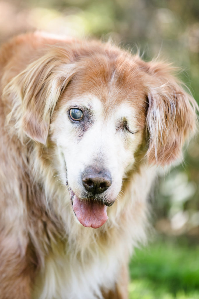 Senior Dog Spokane Golden Retriever