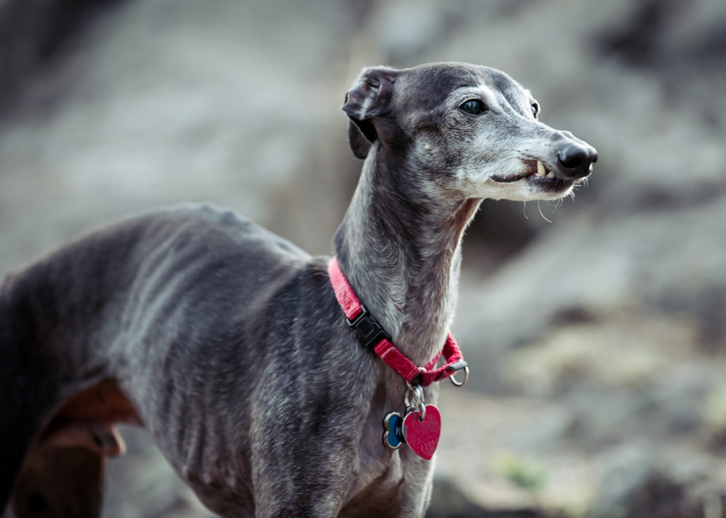 Italian Greyhound Senior Dog Portrait