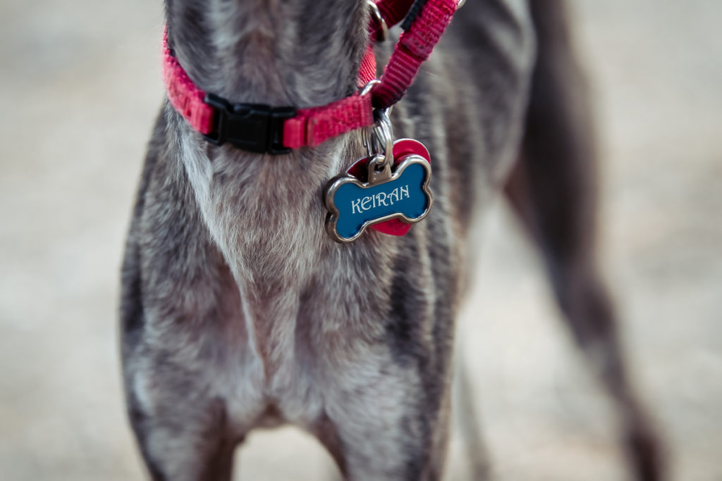 Senior Italian Greyhound Collar