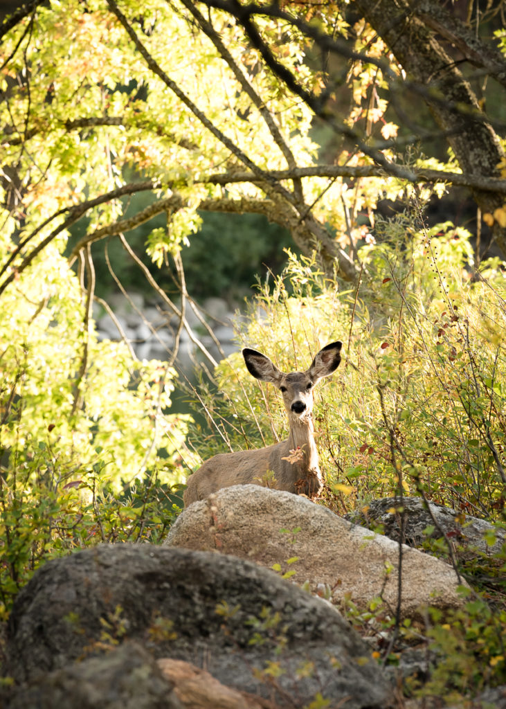 Deer Spokane Photography