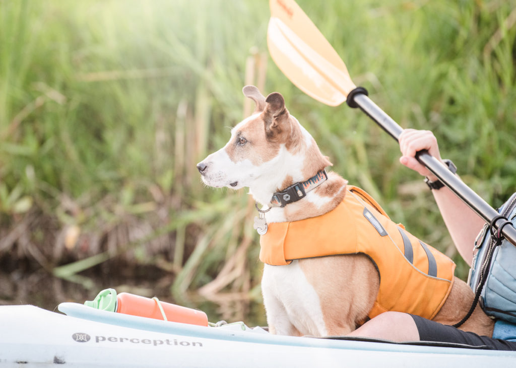 Dog in kayak Photograph