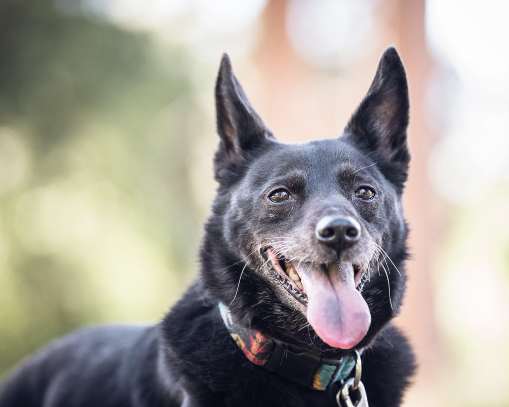 Senior dog Portrait Rescue