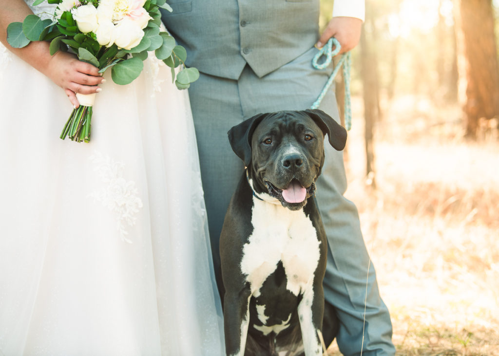 Spokane WA photographer wedding dog