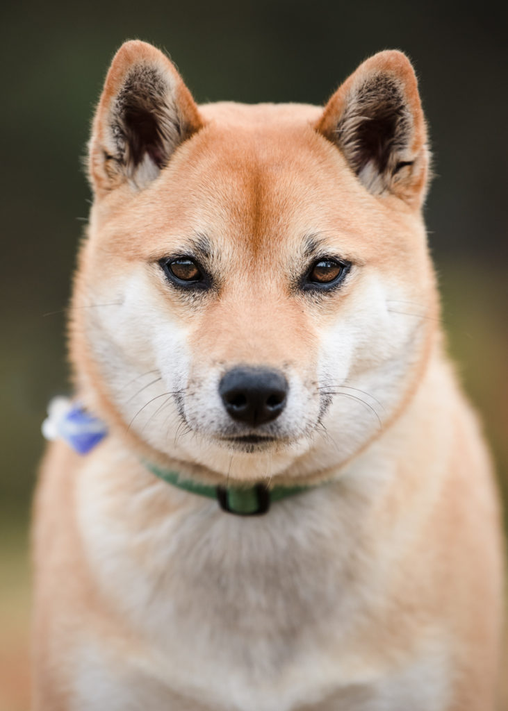 Shiba Inu Dog Photographer Spokane WA