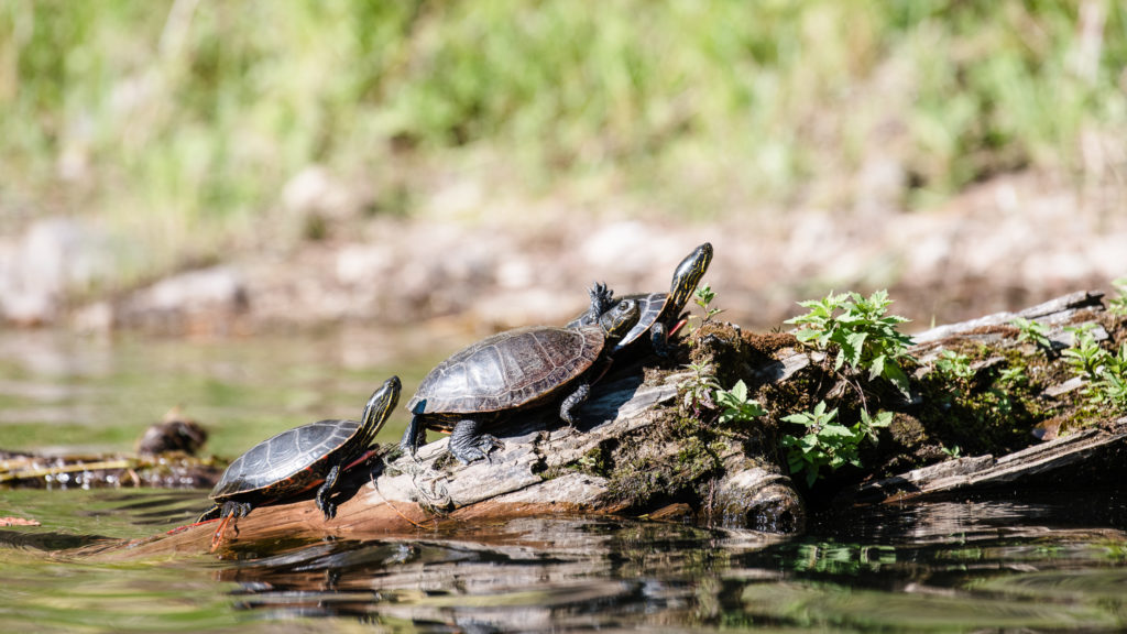 Turtle Spokane Wildlife Photographer