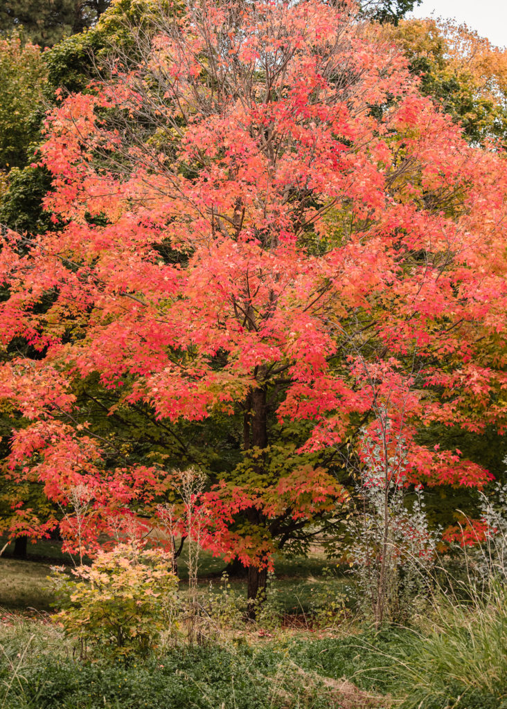 Spokane Fall Colors Finch Arboretum
