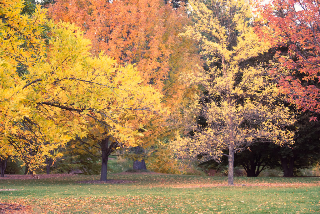Finch Arboretum Fall Colors Spokane Photographer