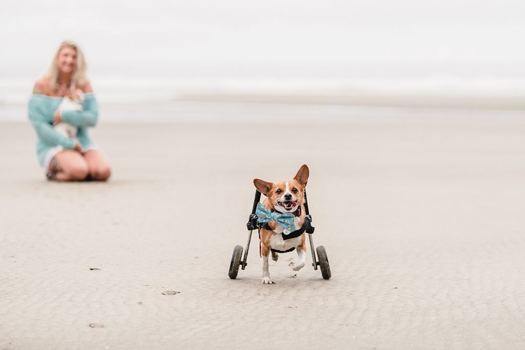 Dog in wheelchair beach