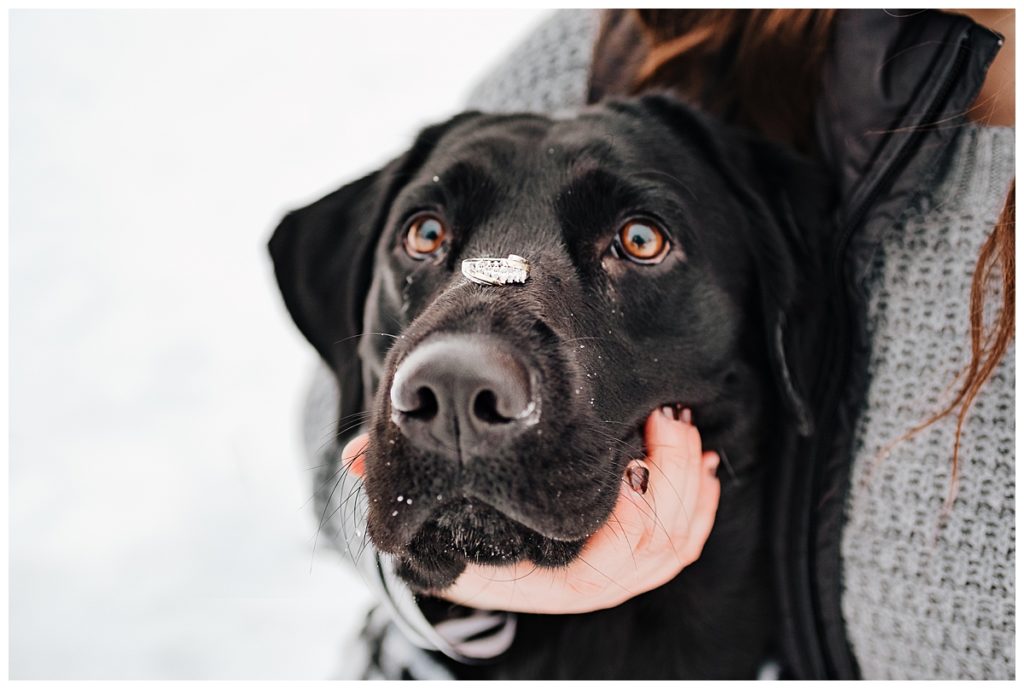 Engagement photos with dogs black and white