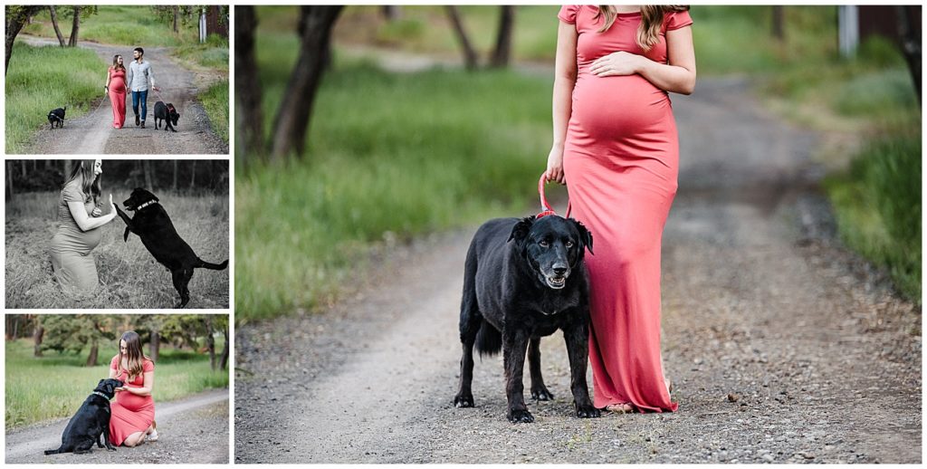 Dog maternity photos ideas