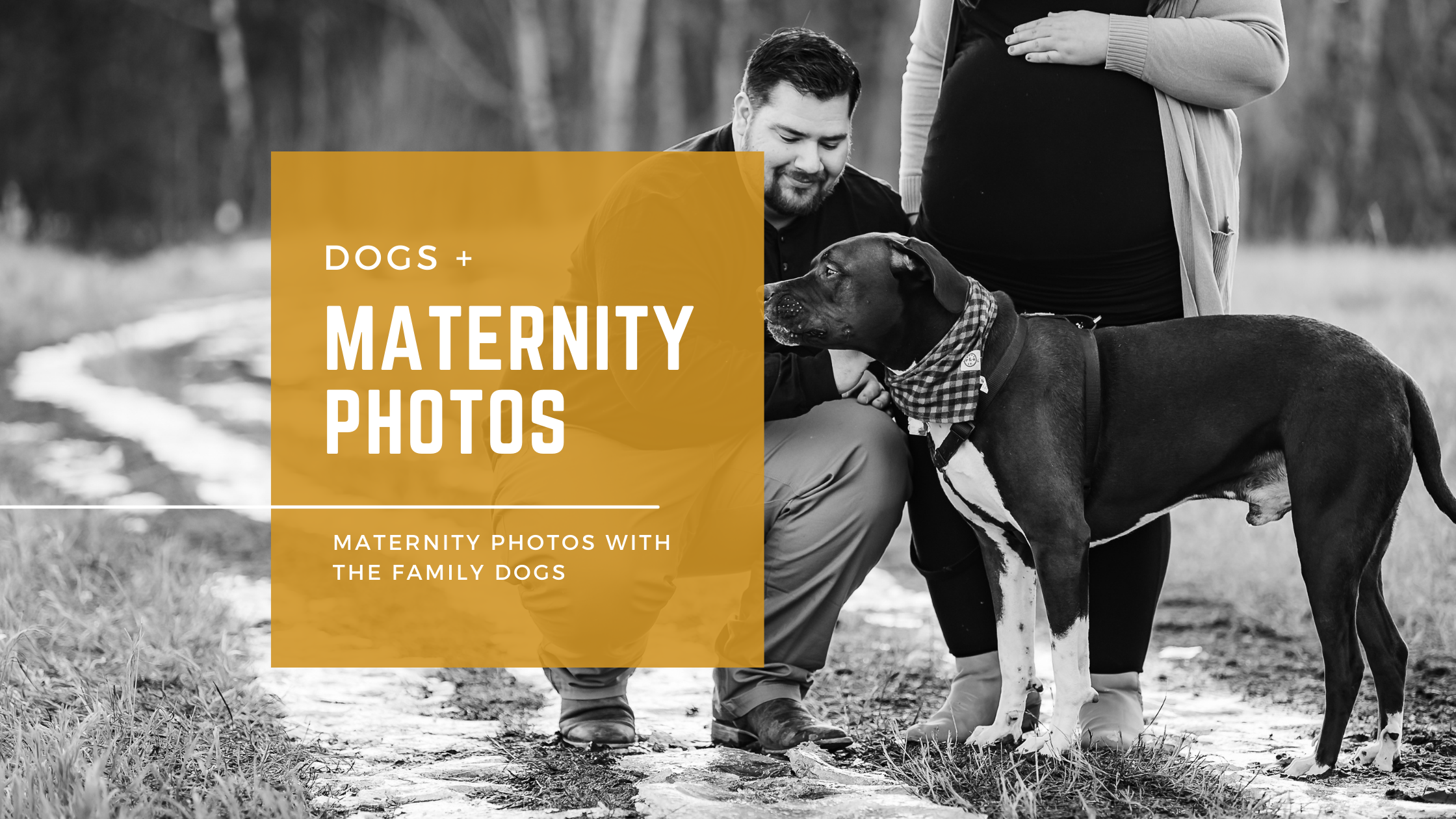 Maternity Photos with Dogs
