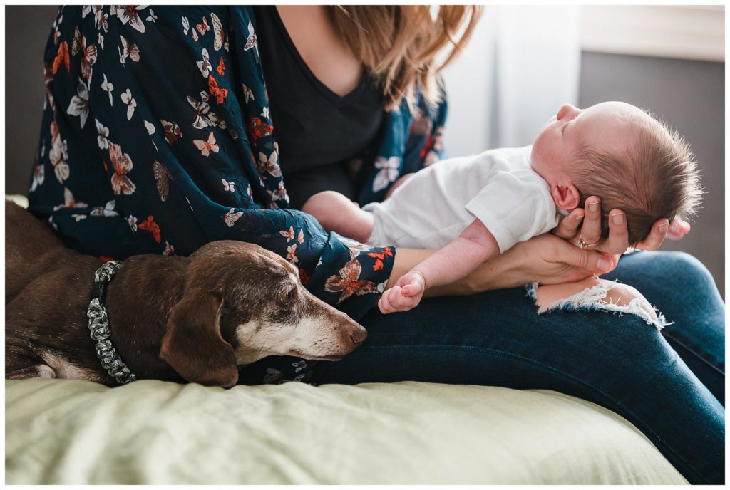 dog and newborn photo spokane, wa