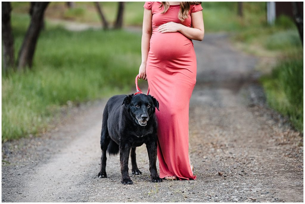Maternity Photo with Dogs