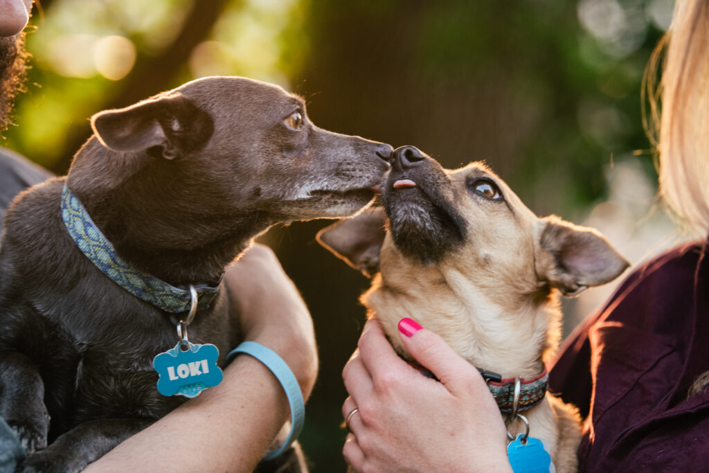 Two dogs kissing family photography Spokane