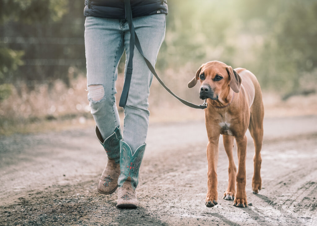 dog walking by person 
